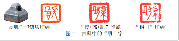  　　   　　　    　　　　　 
“長肌”印鈕與印蛻 　　　    “槨(郭)肌”印蛻　　 “?肌”印蛻
圖二  古璽中的“肌”字

